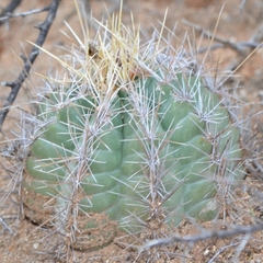 Thelocactus bicolor bicolor