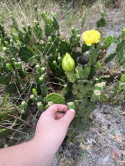 Opuntia austrina