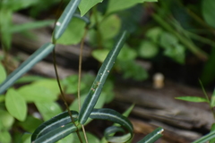 Hemidesmus indicus