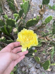 Opuntia austrina