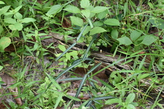 Hemidesmus indicus