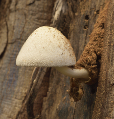 Volvariella bombycina