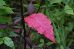Alternanthera brasiliana