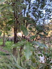 Pittosporum colensoi