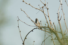 Amphispiza bilineata