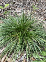 Deschampsia cespitosa