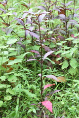 Alternanthera brasiliana