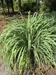 Cymbopogon
