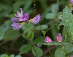 Lespedeza procumbens