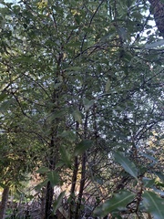 Pittosporum colensoi