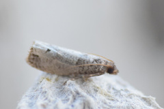 Notocelia culminana