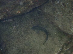 Parablennius sanguinolentus