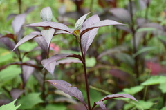 Alternanthera brasiliana