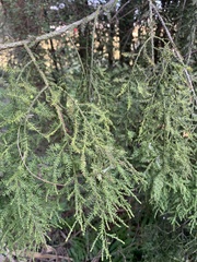 Dacrycarpus dacrydioides