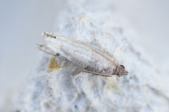Notocelia culminana