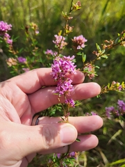 Lespedeza virginica
