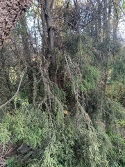 Dacrycarpus dacrydioides