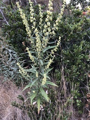 Artemisia douglasiana