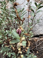 Penstemon newberryi