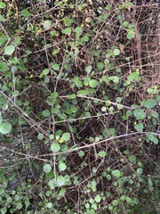 Coprosma crassifolia