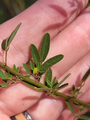 Lespedeza virginica