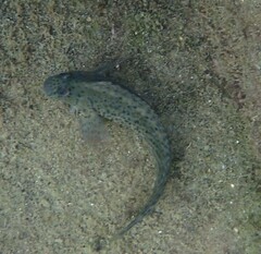 Parablennius sanguinolentus