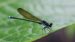 Argia