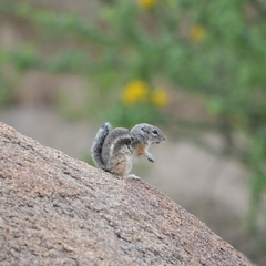 Ammospermophilus interpres