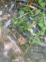 Campanula prenanthoides