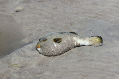 Arothron immaculatus