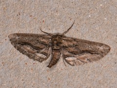 Holochroa dissociarius