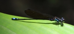 Argia
