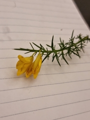 Ulex gallii