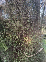 Coprosma crassifolia