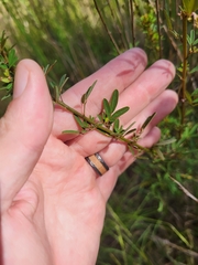 Lespedeza virginica