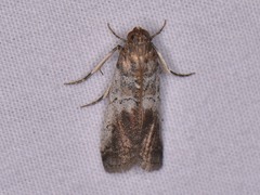 Chararica hystriculella