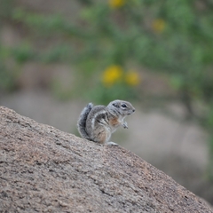 Ammospermophilus interpres
