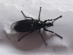 Bibionidae