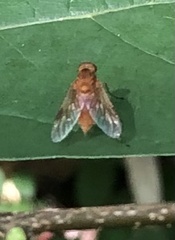 Chrysopilus quadratus