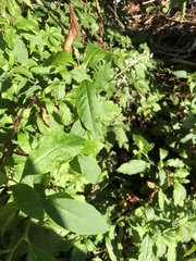 Prostanthera lasianthos