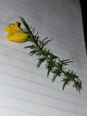 Ulex gallii