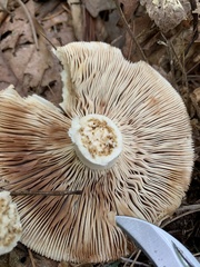 Russula compacta