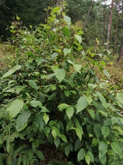 Alnus acuminata