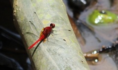 Erythrodiplax castanea