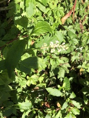 Prostanthera lasianthos