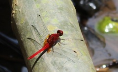 Erythrodiplax castanea