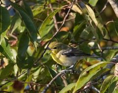 Vireo flavifrons