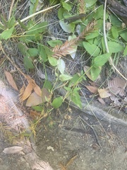 Campanula prenanthoides