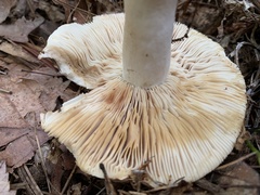Russula compacta