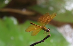 Perithemis electra